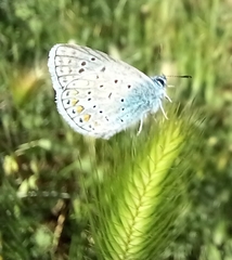 Polyommatus icarus