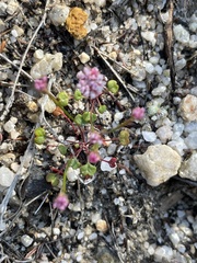 Eriogonum nortonii