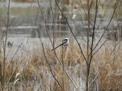 Aegithalos caudatus caudatus