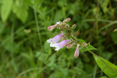 Penstemon calycosus