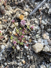 Eriogonum nortonii