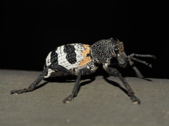 Aegorhinus phaleratus