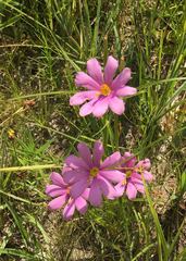 Sabatia gentianoides