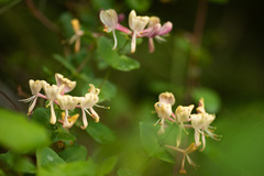 Lonicera caprifolium