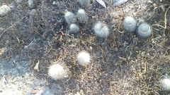 Mammillaria dixanthocentron