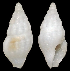 Lienardia