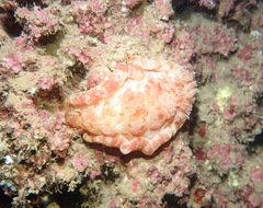 Hexabranchus