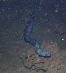 Conger marginatus