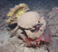 Hexabranchus