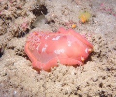 Hexabranchus