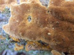 Fuscoporia ferruginosa