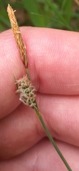 Carex tomentosa