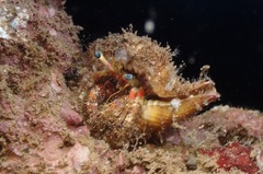 Dardanus sanguinolentus
