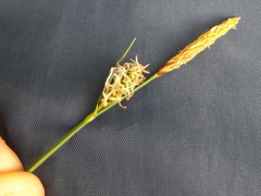 Carex tomentosa