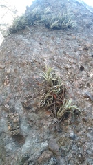 Tillandsia pueblensis