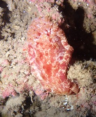 Hexabranchus