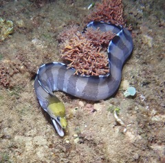 Gymnothorax rueppelliae