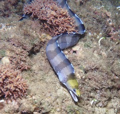 Gymnothorax rueppelliae