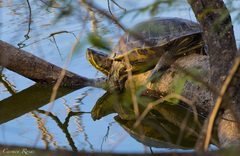 Trachemys venusta iversoni