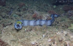 Gymnothorax rueppelliae