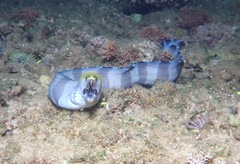 Gymnothorax rueppelliae