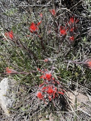 Castilleja scabrida