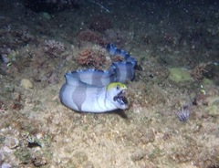 Gymnothorax rueppelliae
