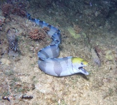 Gymnothorax rueppelliae