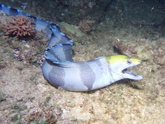 Gymnothorax rueppelliae