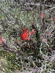 Castilleja scabrida
