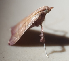 Parachma lequettealis