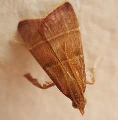 Parachma lequettealis