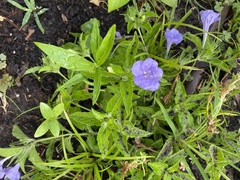 Ruellia ciliosa