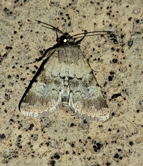 Properigea continens