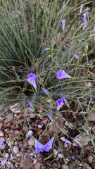 Ipomoea ternifolia