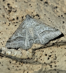 Digrammia pallorata