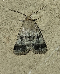 Properigea continens