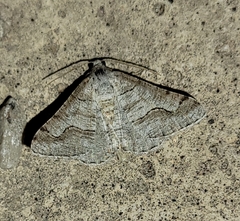 Digrammia pallorata