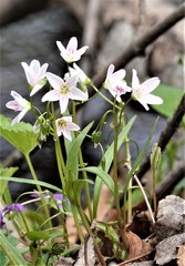 Claytonia virginica