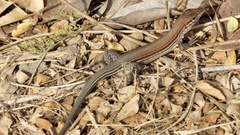 Aspidoscelis lineattissimus