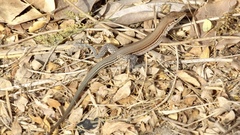 Aspidoscelis lineattissimus