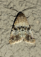 Properigea continens