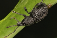 Otiorhynchus pinastri