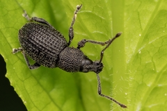 Otiorhynchus pinastri