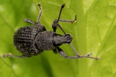 Otiorhynchus pinastri