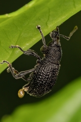 Otiorhynchus pinastri