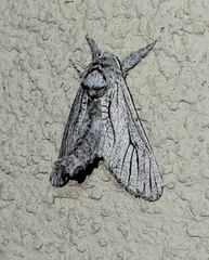 Inguromorpha itzalana