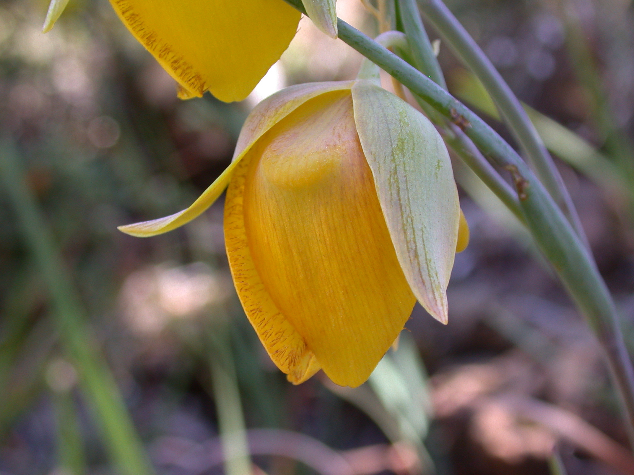 Calochortus raichei