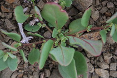 Tetragonia echinata