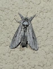 Inguromorpha itzalana